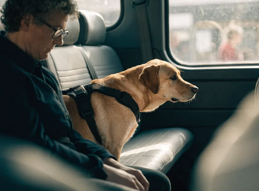 Fahrgast mit Blindenführhund im Fahrzeug